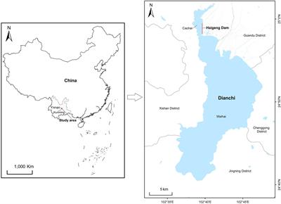 Behavioral plasticity mediates adaptation to changes in food provisioning following the COVID-19 lockdown in black-headed gulls (Larus ridibundus)